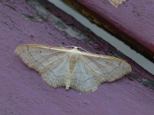 Réf. 307 329 : Idaea aversata